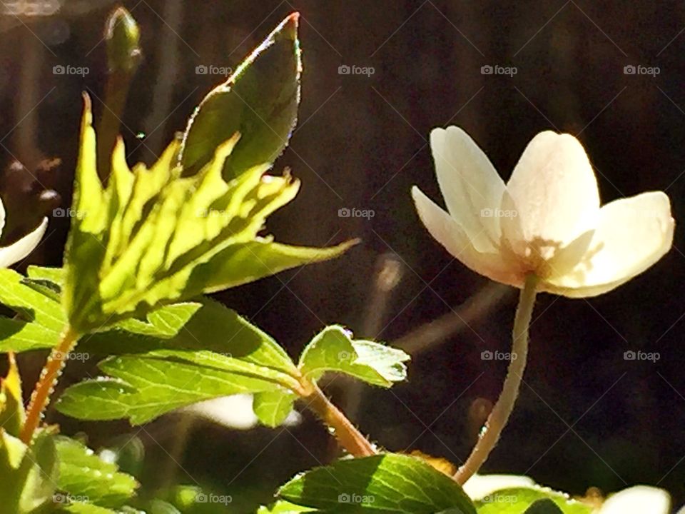 Anemones