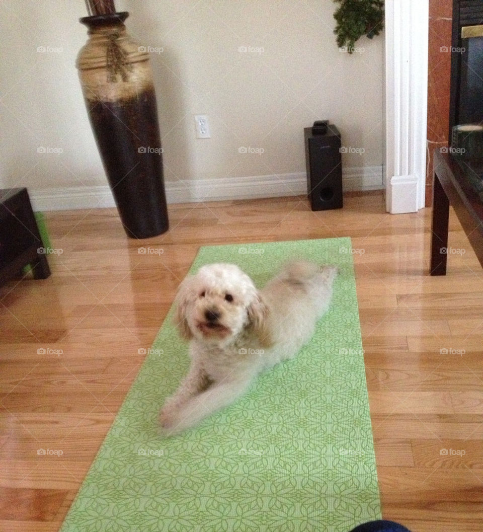 Dogs love yoga too!