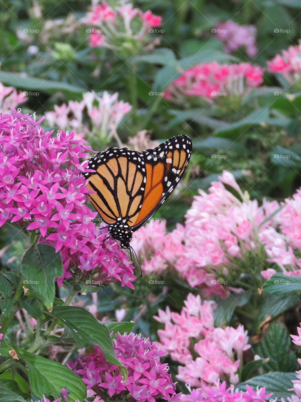 Beautiful polka dot butterfly having its nectar.