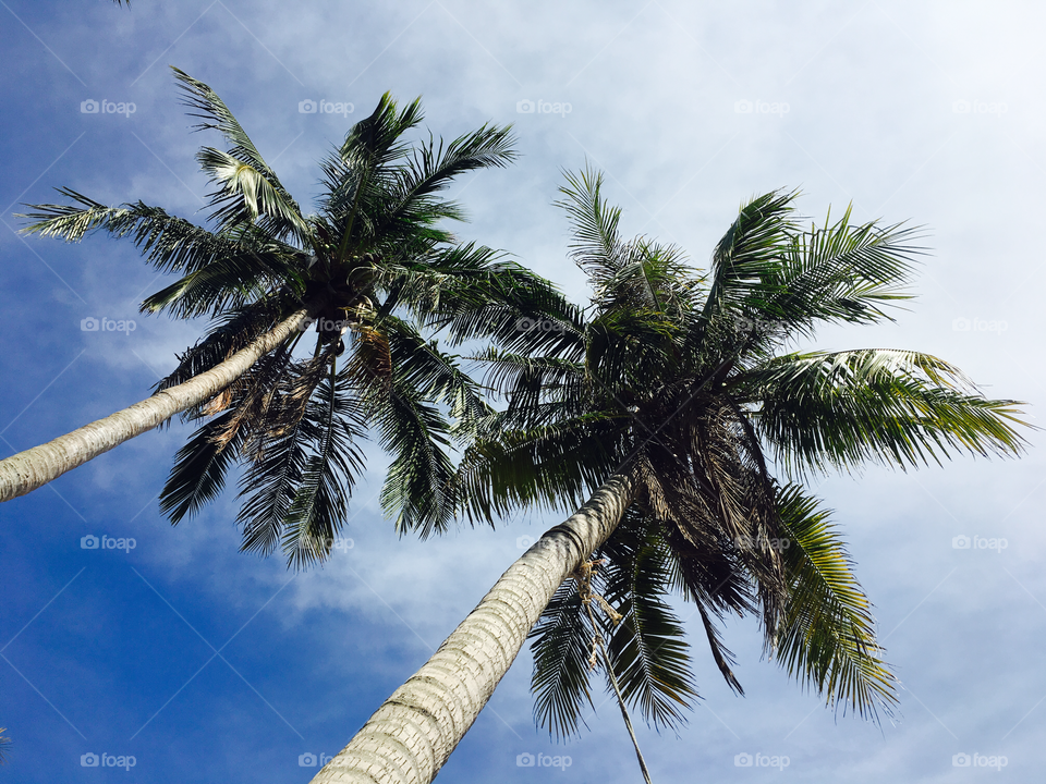 Palm trees:)