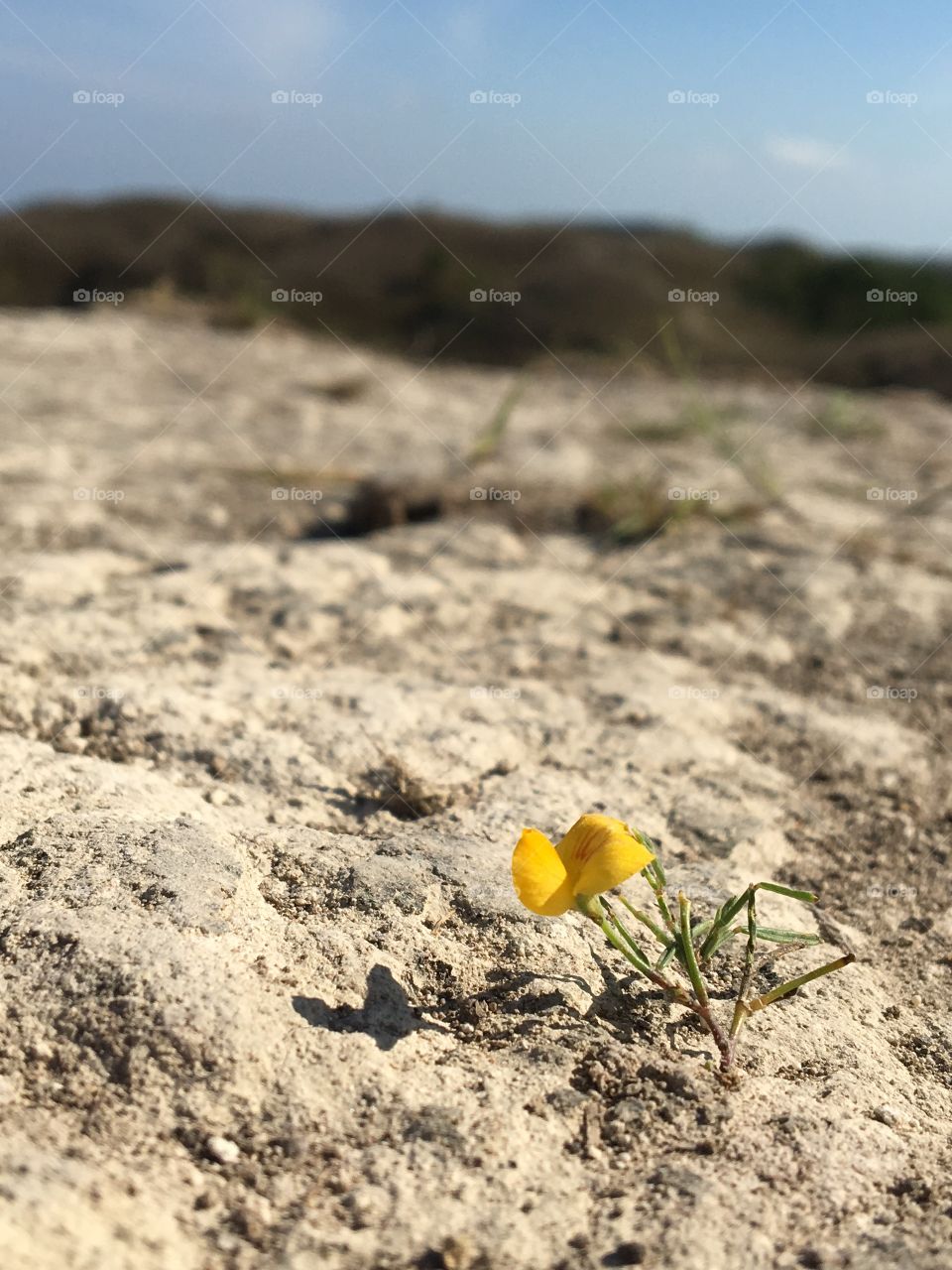 Flower on yhe rock