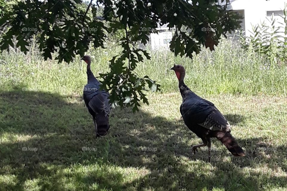 Turkeys in the yard
