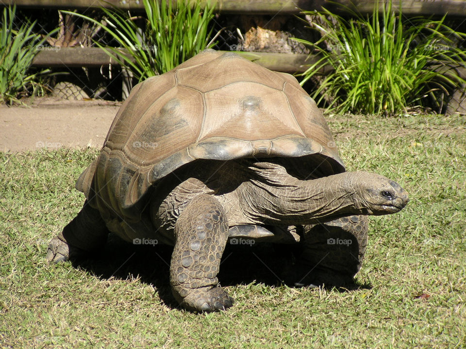 zoo wildlife tortoise giant tortoise by Ross.stuff