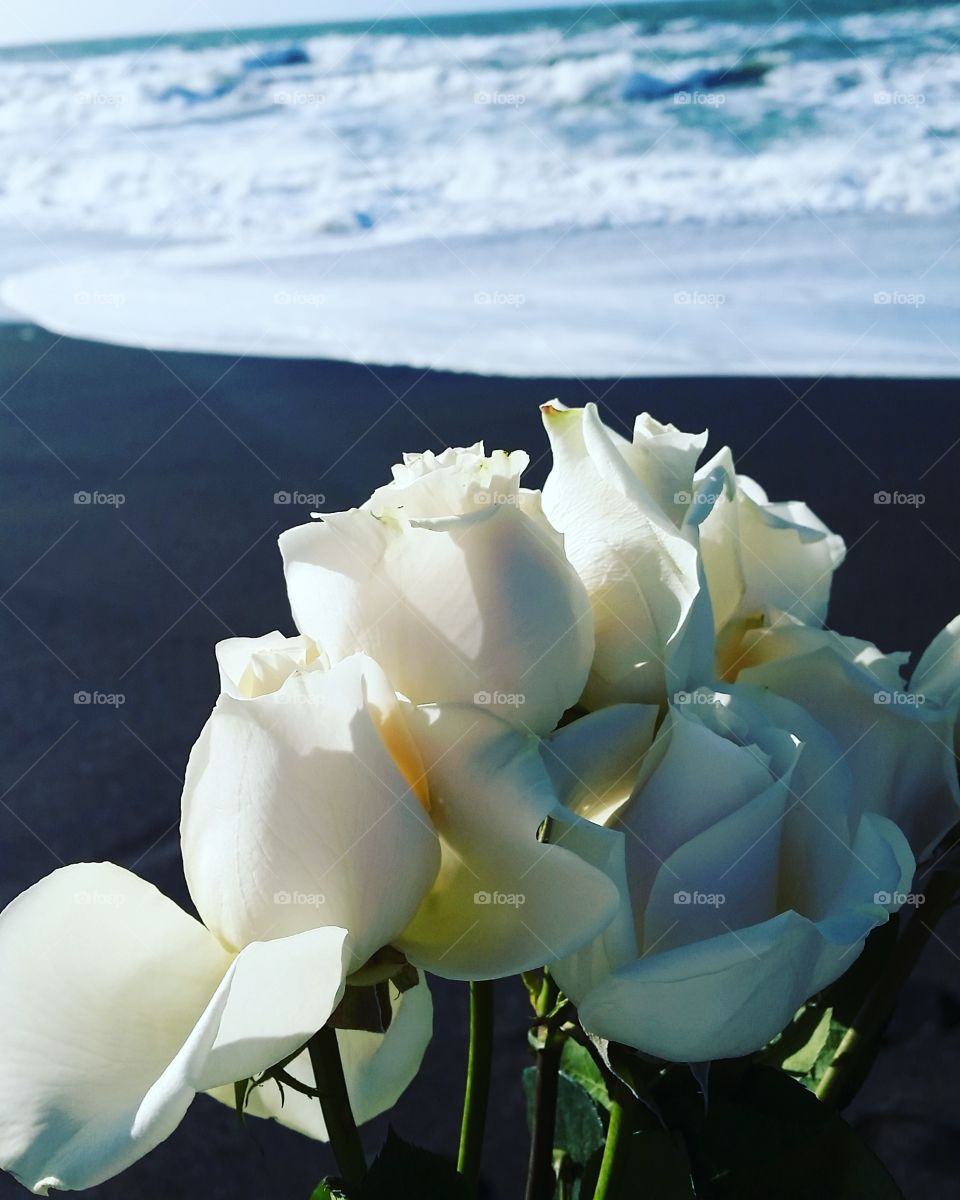 Roses at the Beach