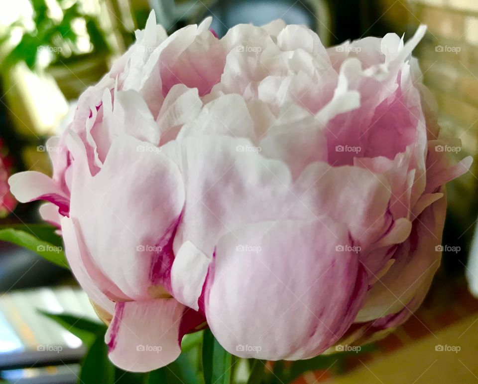 Pink Peony 