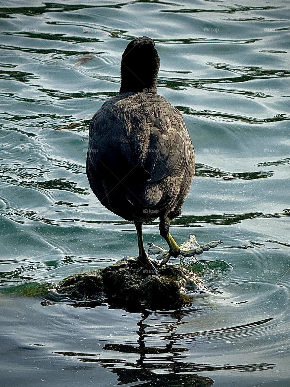 American Coot Slappy Feet