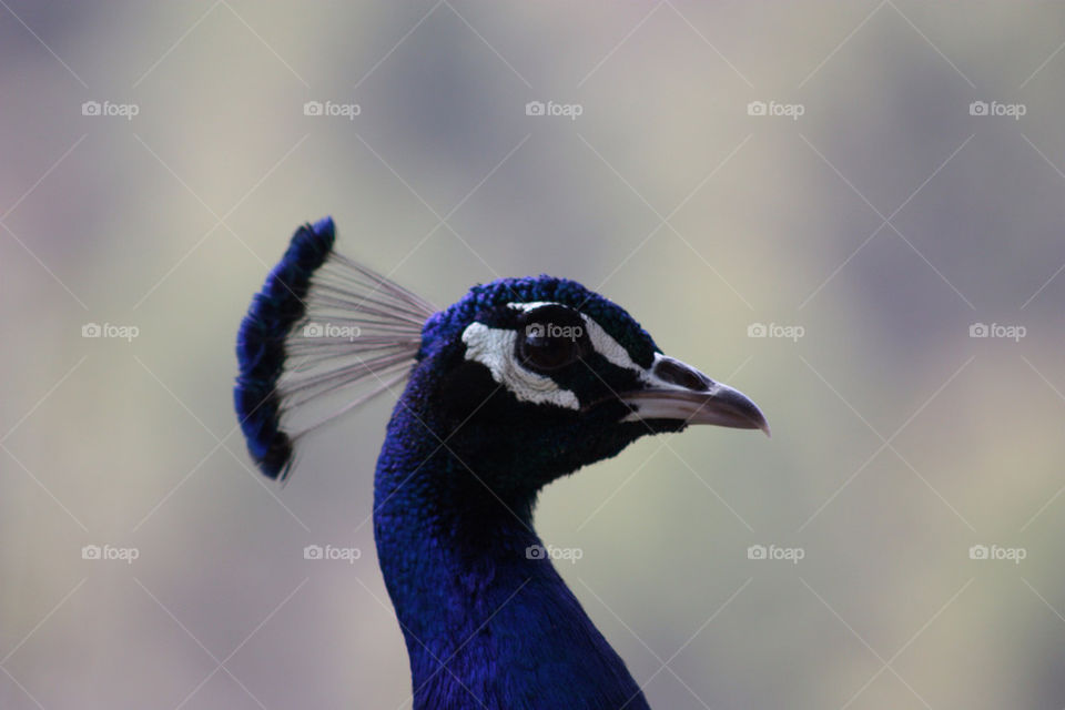 la peacock mallorca reserva by ketysnes