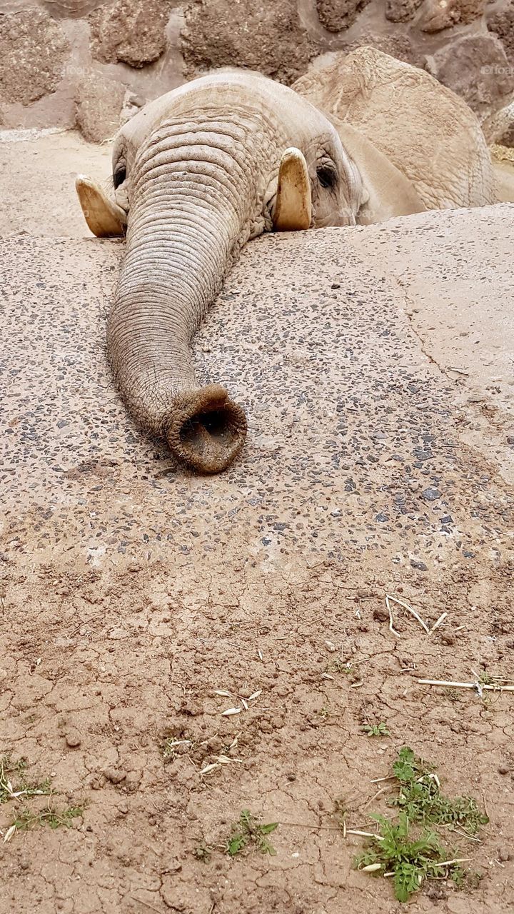 Elephant with it’s long trunk 