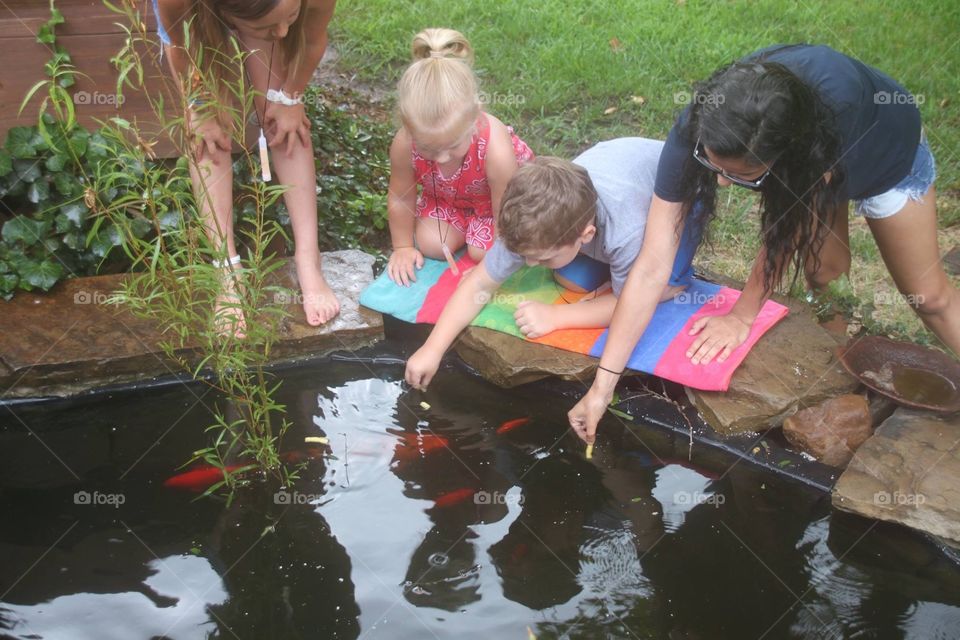 Koi Feeding Time