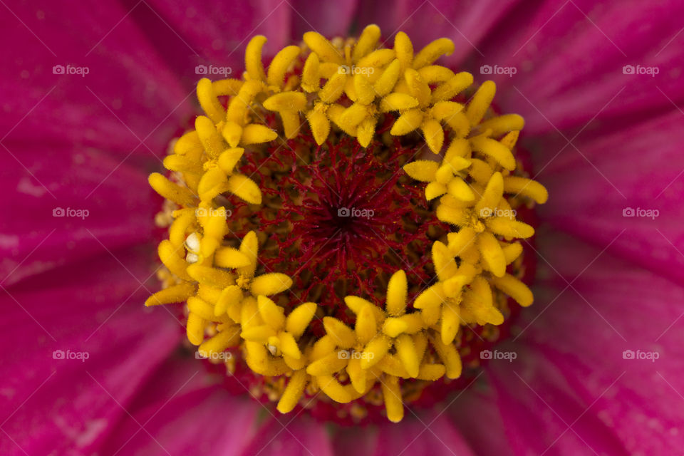 macro shot of yellow red flower. texture background