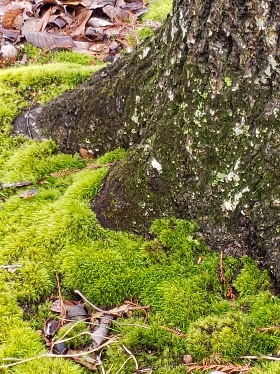 moss at bottom of tree trunk