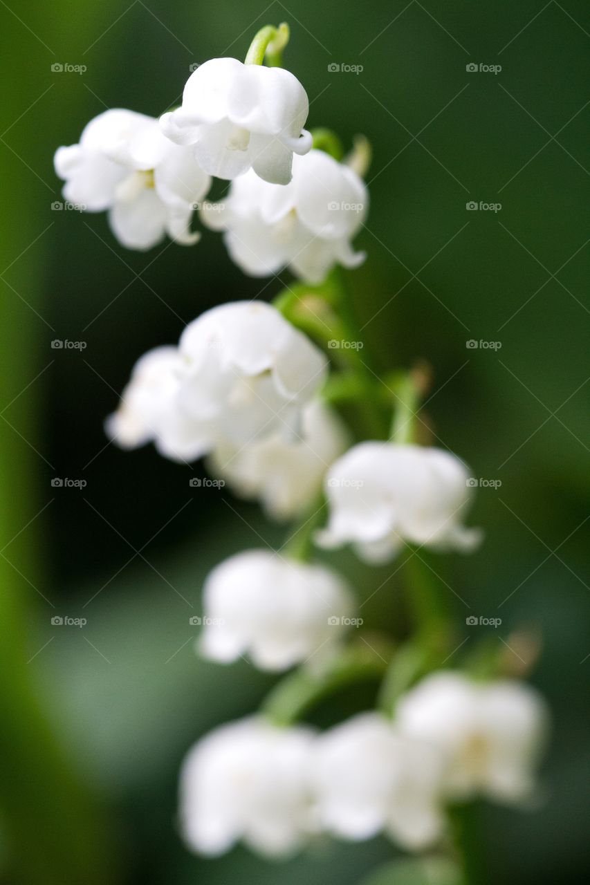 Close up white flowers.