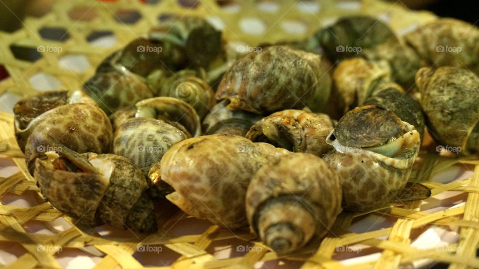 Spotted babylon snail 