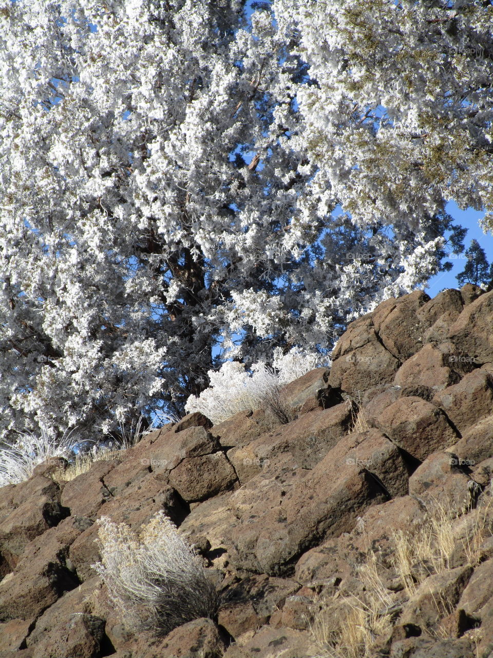 A magnificent frost covers juniper trees in Central Oregon on a beautiful sunny winter day. 