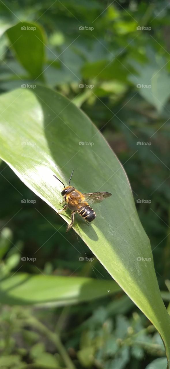 giant resin bee and resin sculpture bee is a species of leafcutting bee belonging to the family Megachilidae