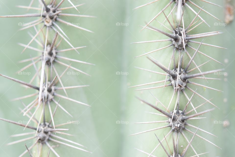 Cactus close