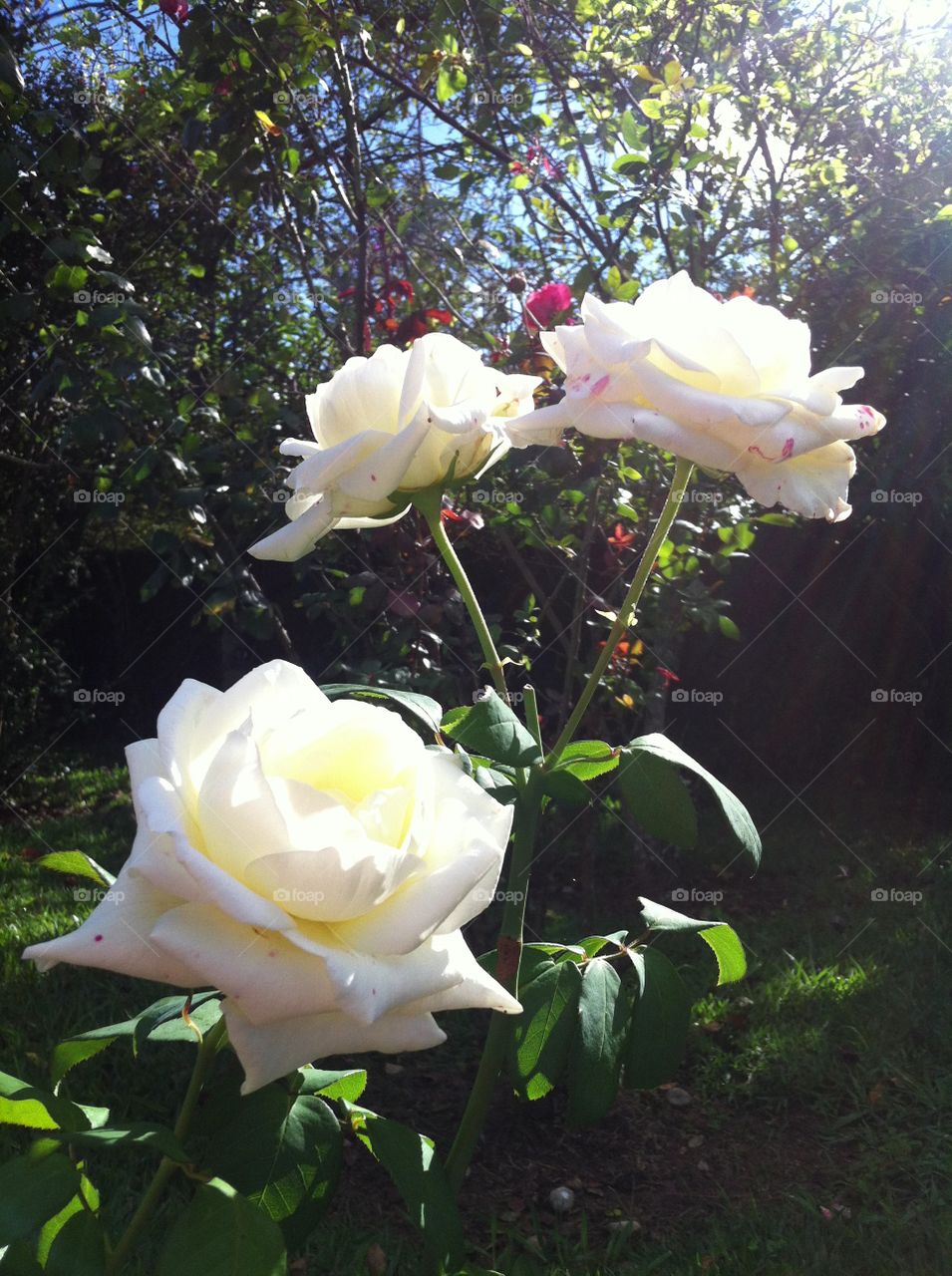 🌼#Flores do nosso #jardim, para alegrar e embelezar nosso dia!
#Jardinagem é nosso #hobby. 
🌹
#flor #flowers #flower #pétalas #garden #natureza #nature #flora