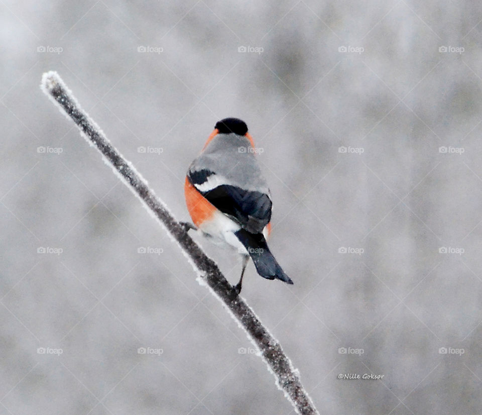 Bullfinch on a cold december day...