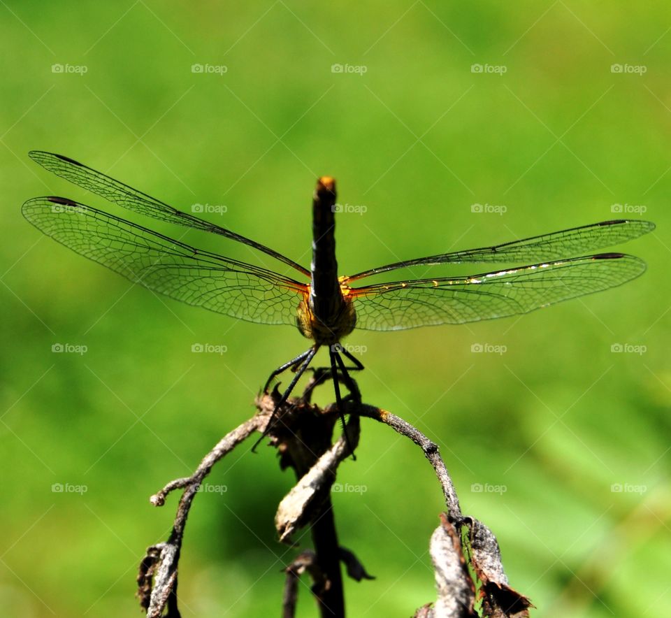 Dragonfly 