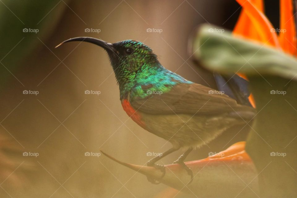 Sunbird perched on a birds of paradise flower