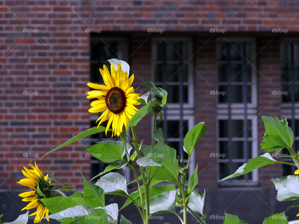 Sunflower against building exterior in Berlin, Germany.