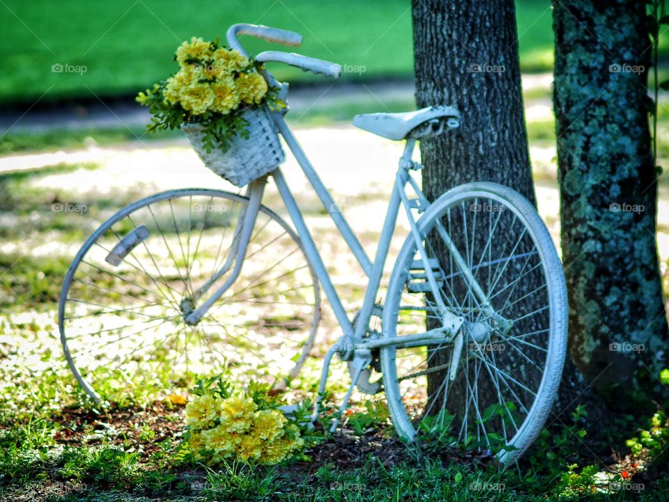 White Bicycle