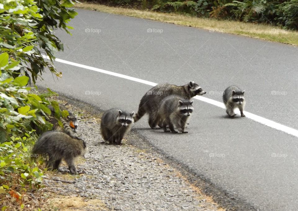 Raccoons 