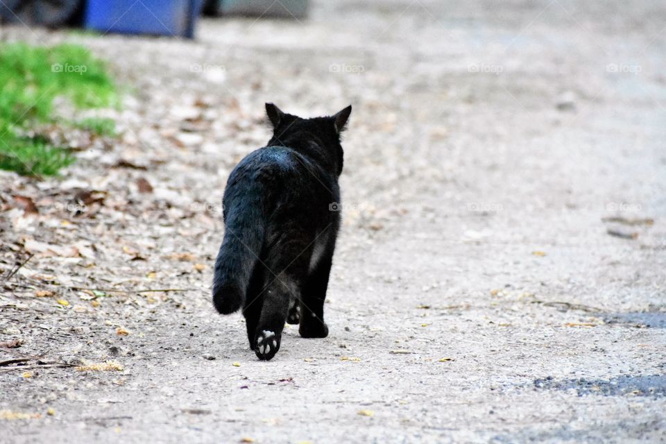 Black cat walking away through alley