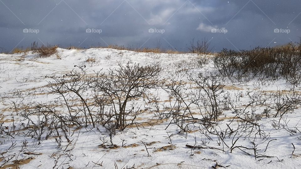 Winter, Snow, Cold, Landscape, Tree