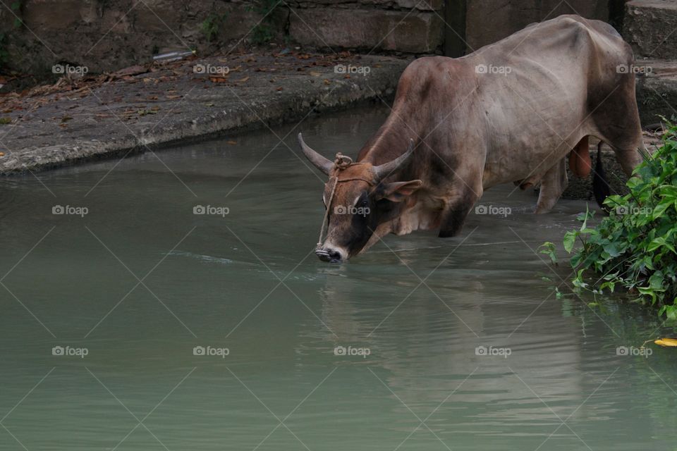 Bull Drinking Water