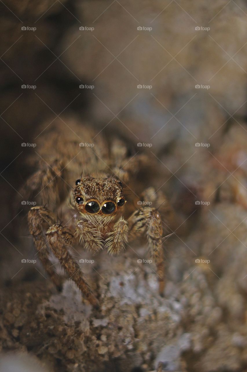 Spider Close-up Macro