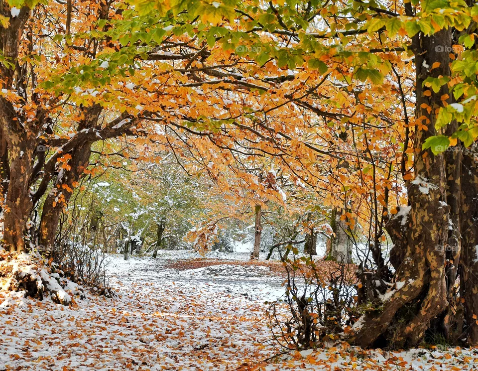 Colorful Winter