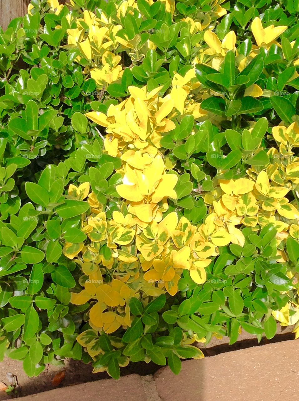 Bushes of green and yellow