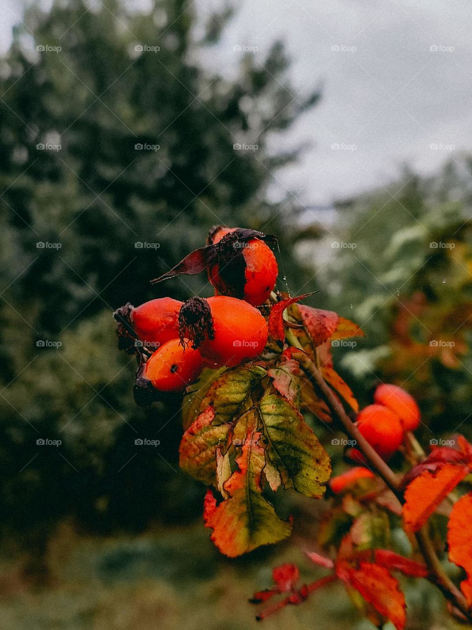 Red dog rose fruits close up, early autumn colours