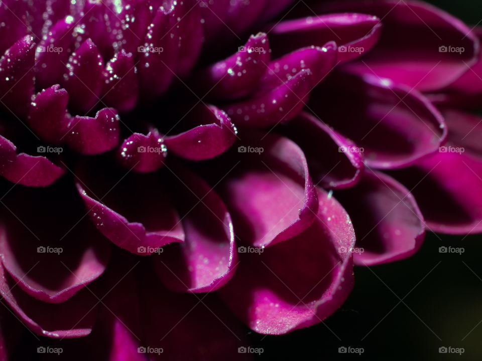 Purple petals on a flower