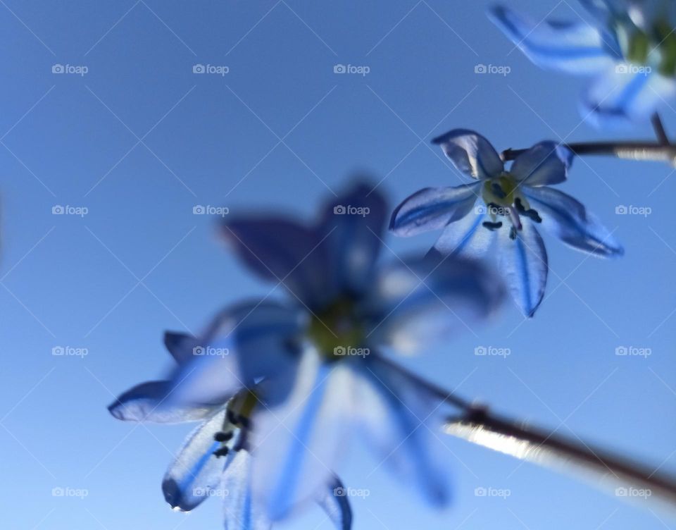 Spring, spring mood, blue flowers against the blue sky, spring, May, blue flowers, plants, blue sky, sunny day, bottom view, blue, blue, tenderness, flower, petals, spring motives, clear day, air, freshness