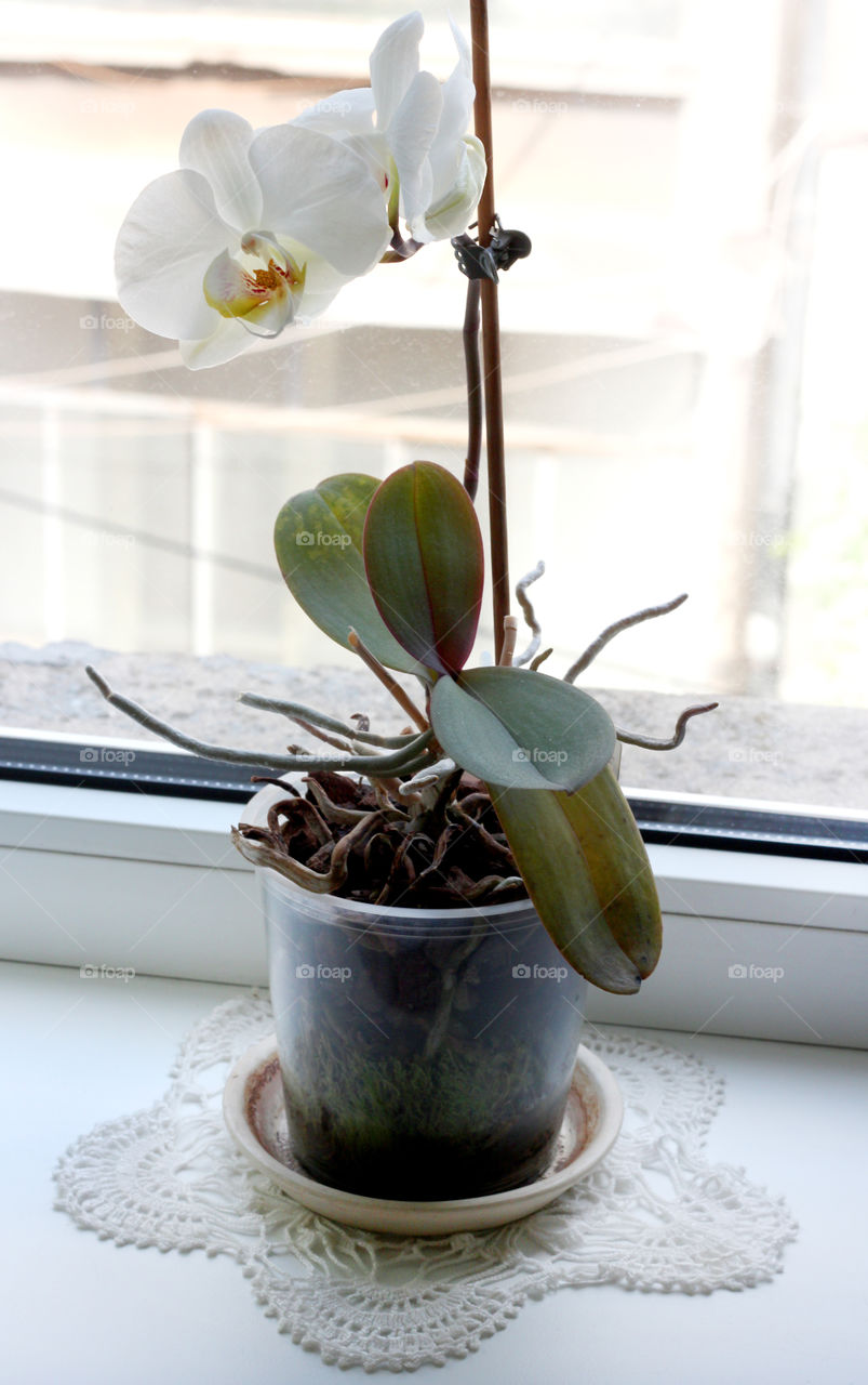 White orchid flower at my window