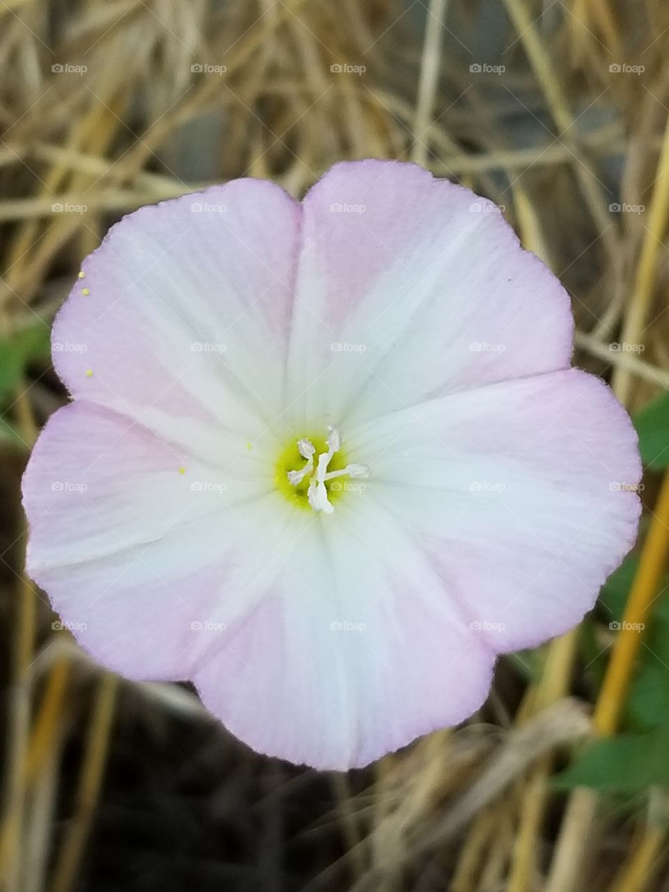 Morning Glory flower