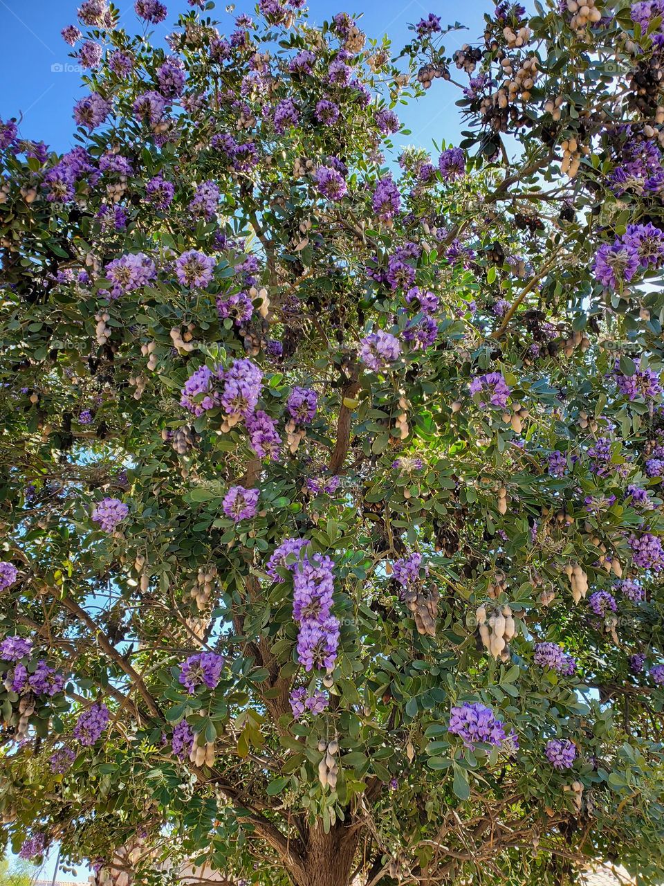 Texas Mountain Laurel Tree in Bloom