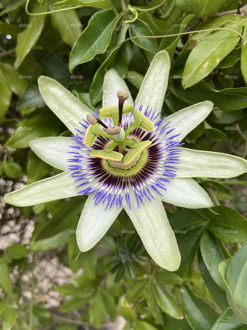 White flower with purple 