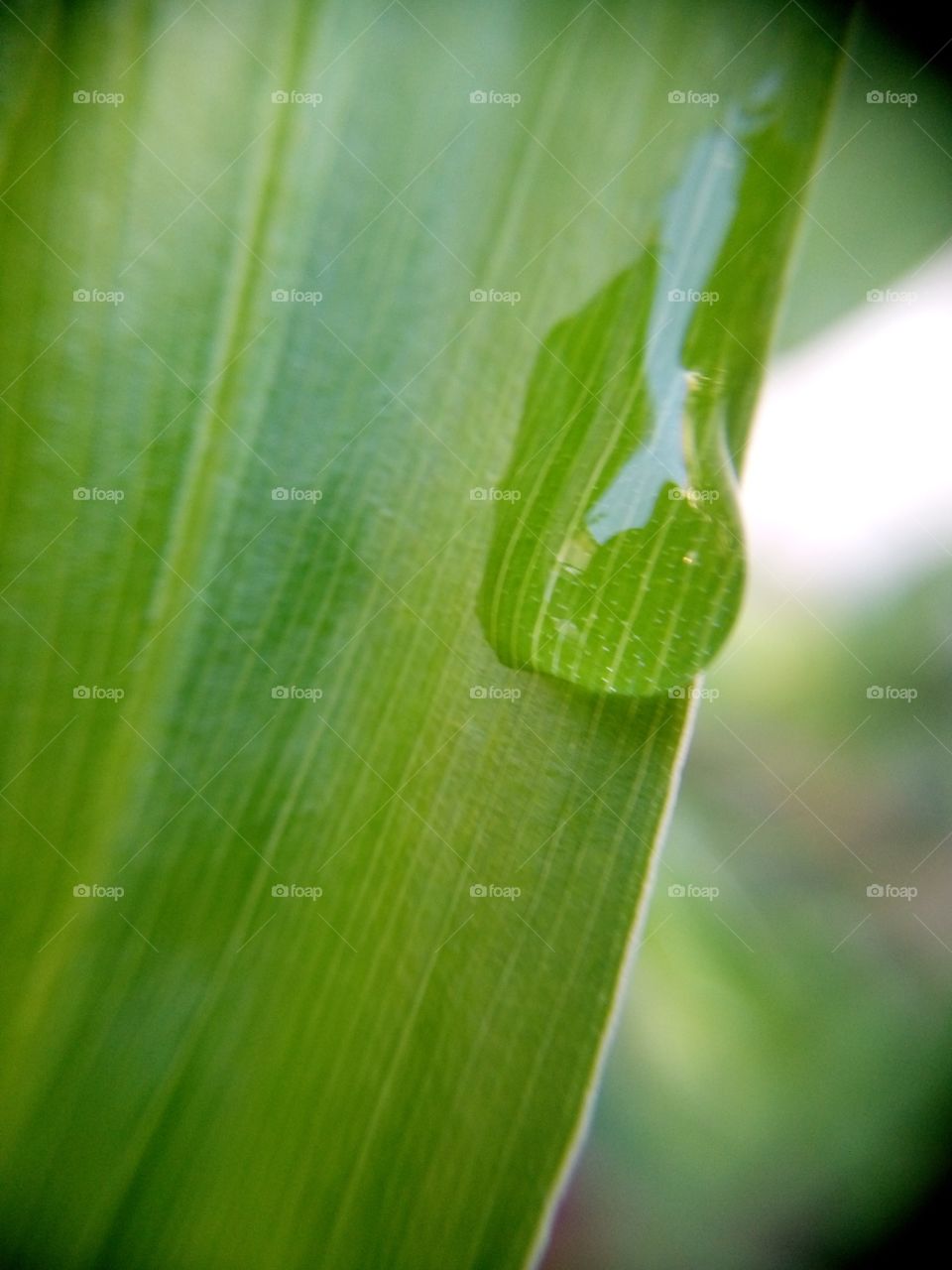 water droplet on ginger leaf