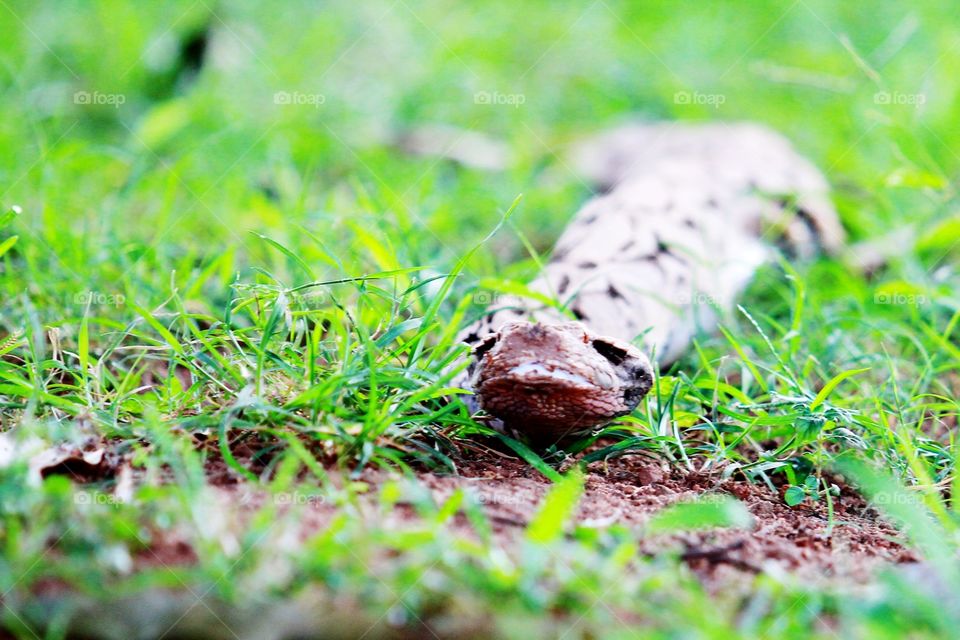 Snake in the grass
