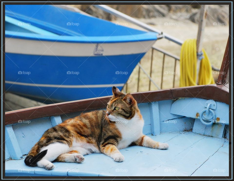 Italy kitty. A cat in In an Italian fishing village relaxes on a boat.