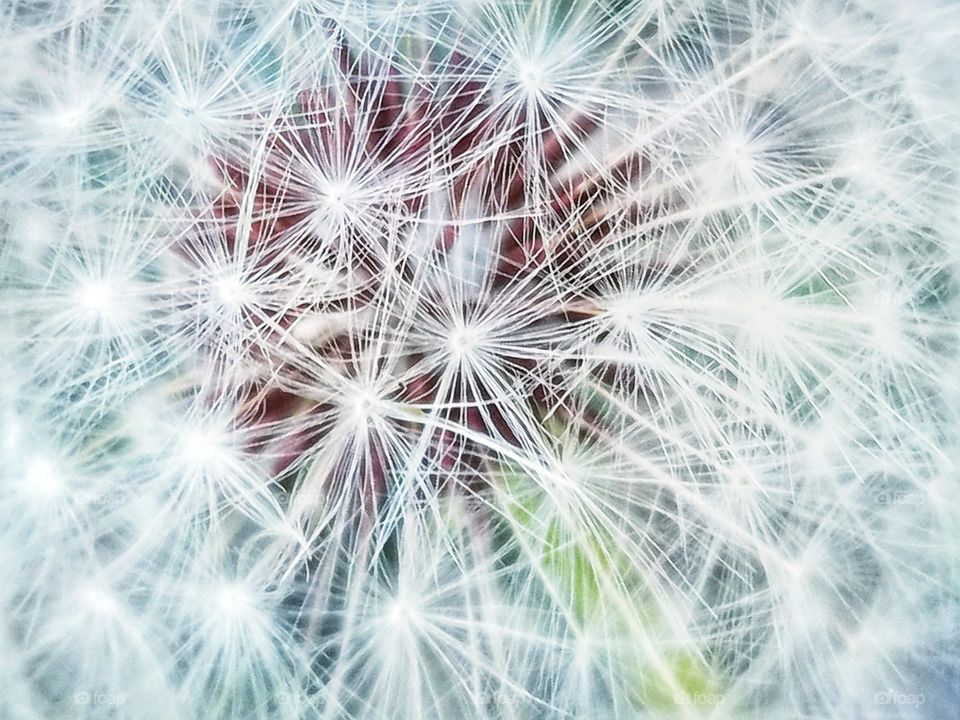 Dandelion