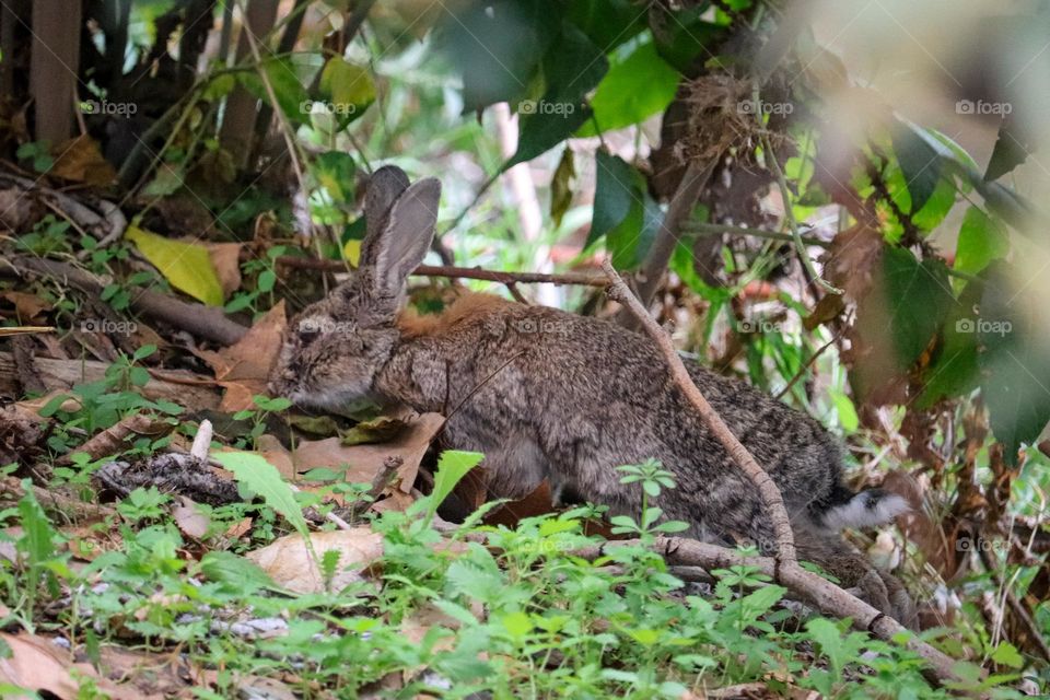 A wild rabbit in a wooded part of the city of Madrid