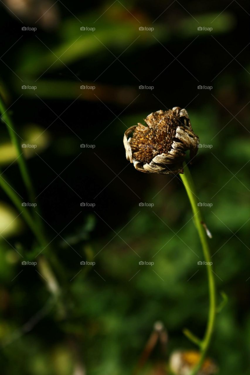 Nature, Insect, Outdoors, No Person, Leaf