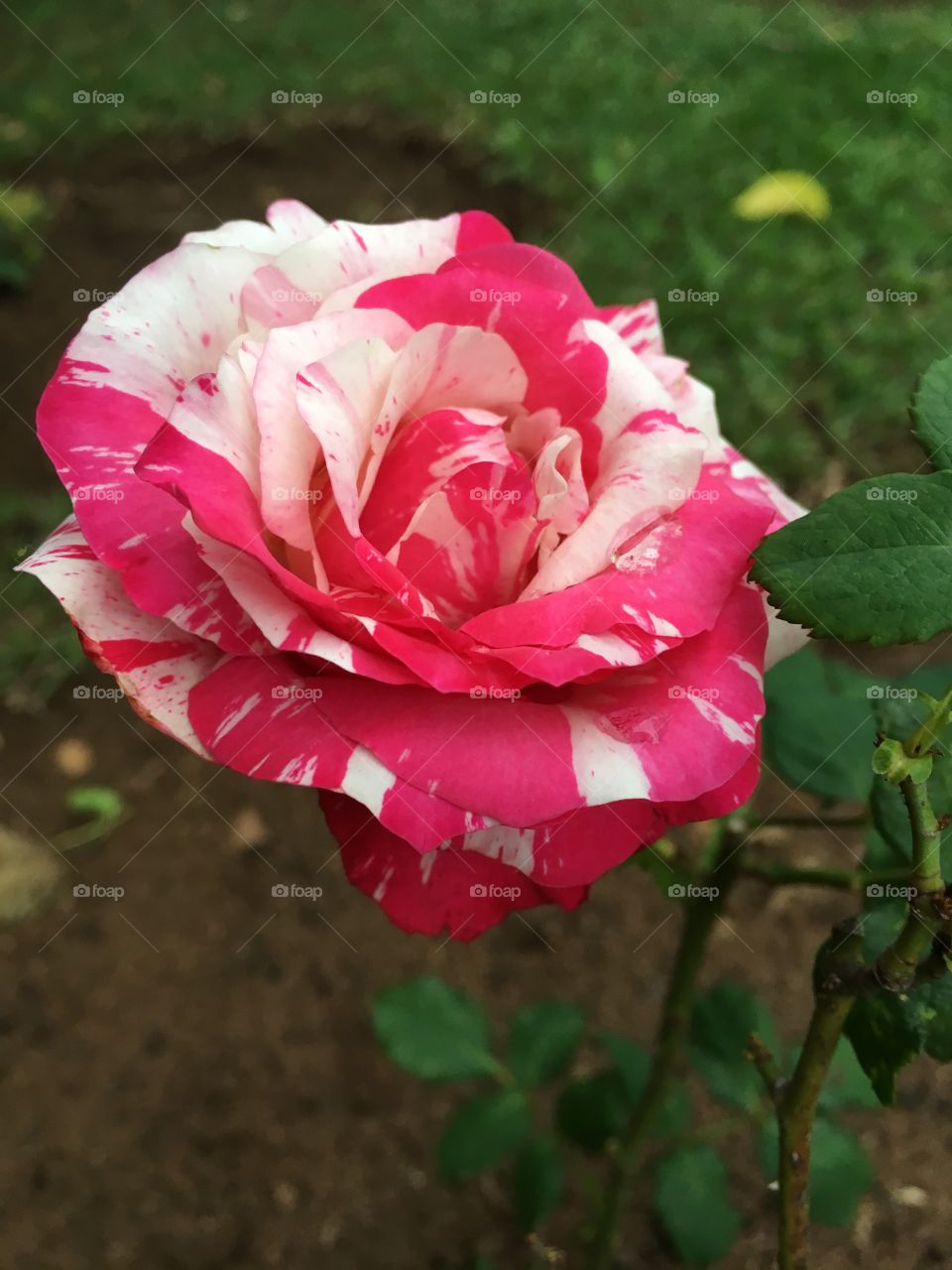 🌺Fim de #cooper!
Suado, cansado e feliz, alongando e curtindo a beleza das #flores.
Essa é a nossa #roseira mesclada. Ímpar nas suas cores diversas, sem filtros!