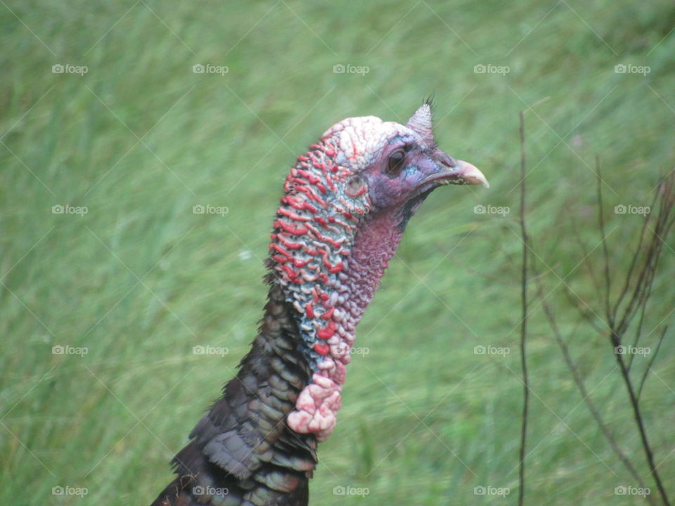 Bird, Nature, Wildlife, No Person, Animal