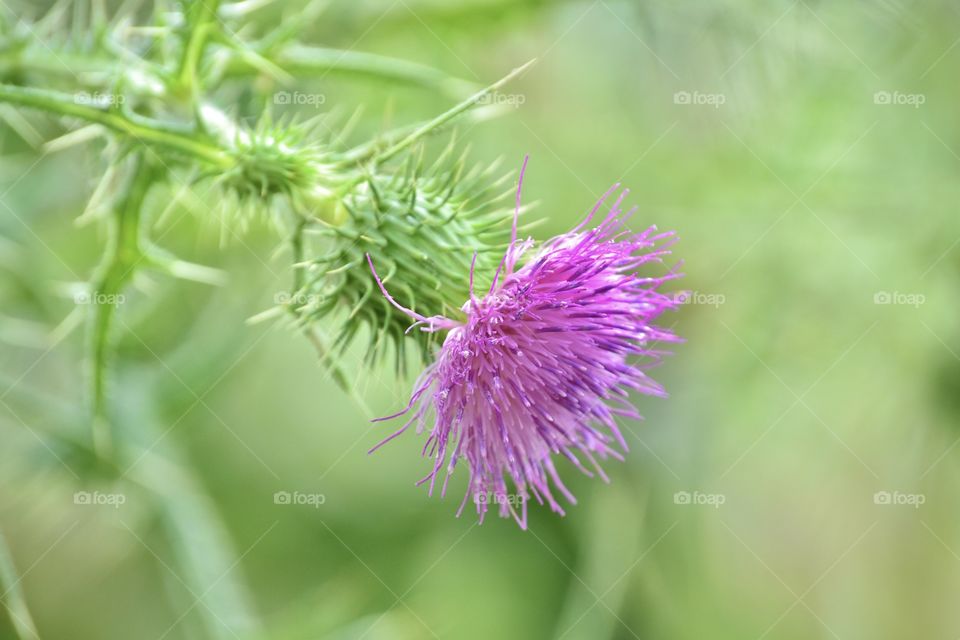 portrait of a plant