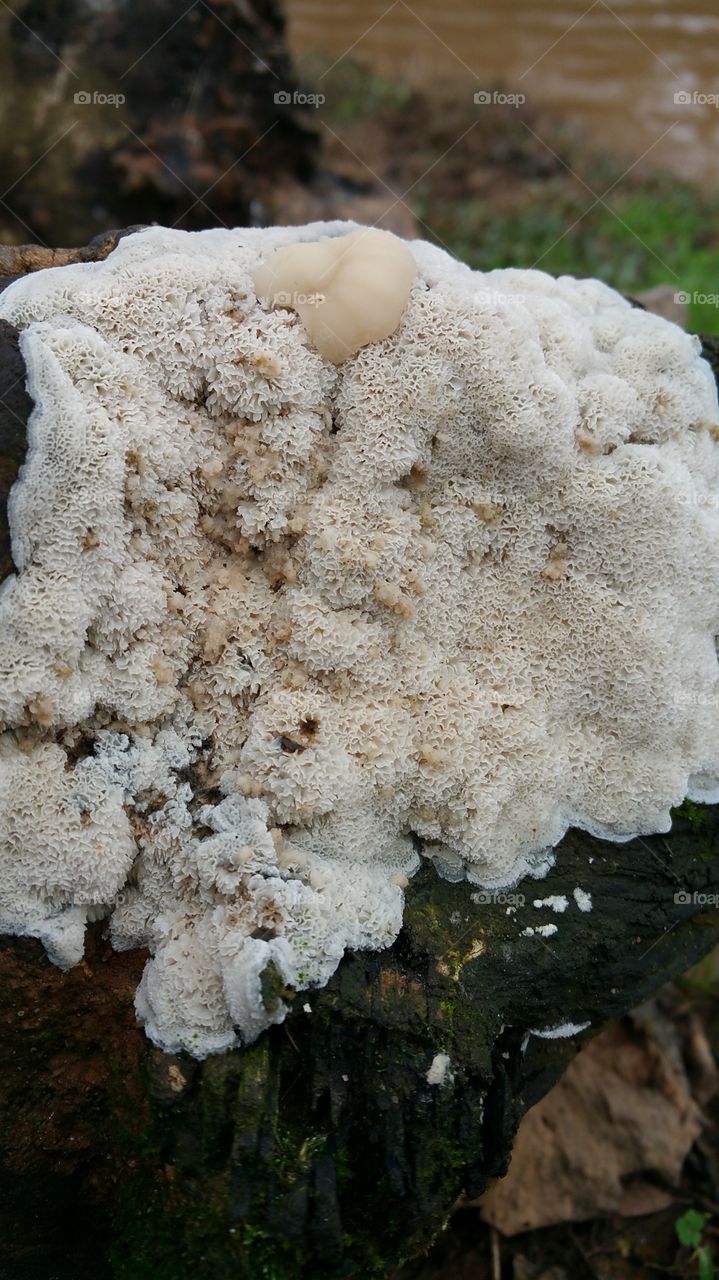Fungus, No Person, Wood, Nature, Food